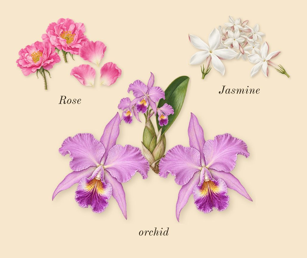 Flowerbomb, heart: Rose, Jasmine, orchid