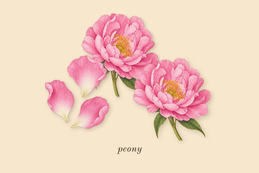 Flowerbomb, top notes: peony