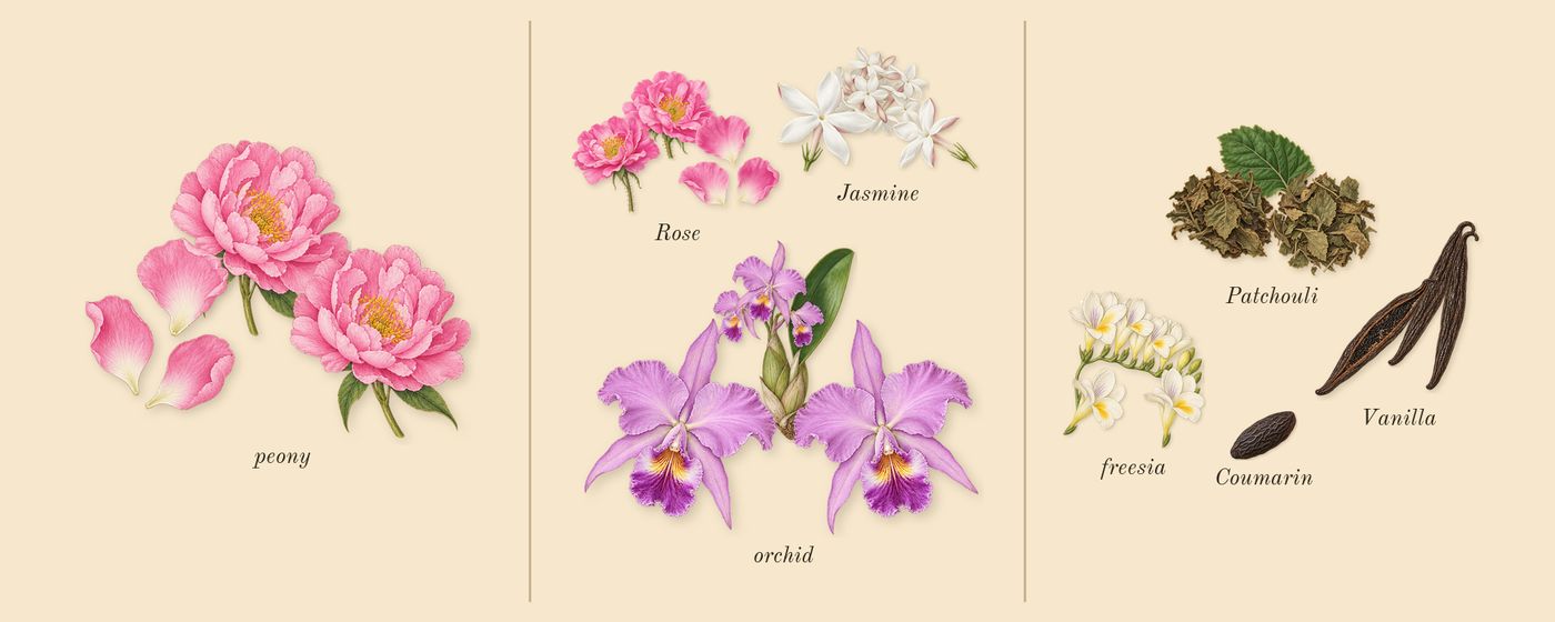 Flowerbomb’s scent picture, a draft: peony, rose, freesia, jasmine, orchid, patchouli drawn so far; dashed outlines where nothing is drawn yet