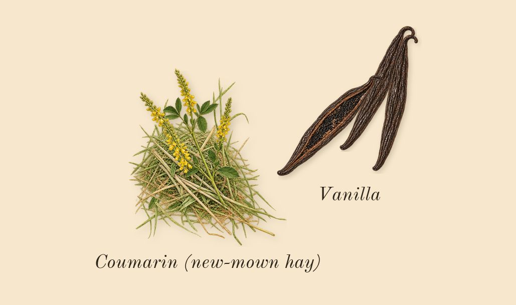 Good Fortune, dry-down: Vanilla, Coumarin (new-mown hay)