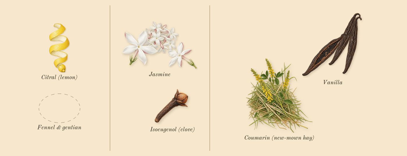 Good Fortune’s scent picture, a draft: jasmine, vanilla, coumarin (new-mown hay), citral (lemon), isoeugenol (clove) drawn so far; dashed outlines where nothing is drawn yet