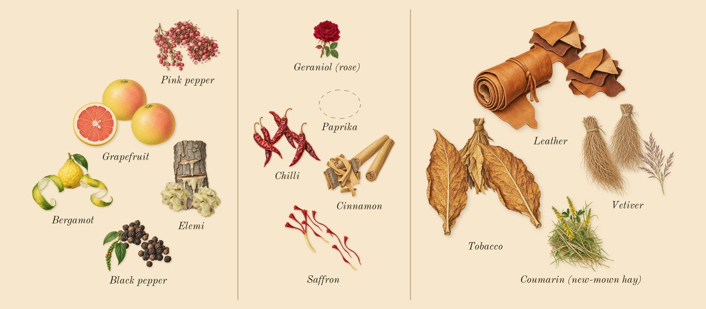 Spicebomb’s scent picture, a draft: pink pepper, elemi, bergamot, grapefruit, cinnamon, saffron drawn so far; dashed outlines where nothing is drawn yet
