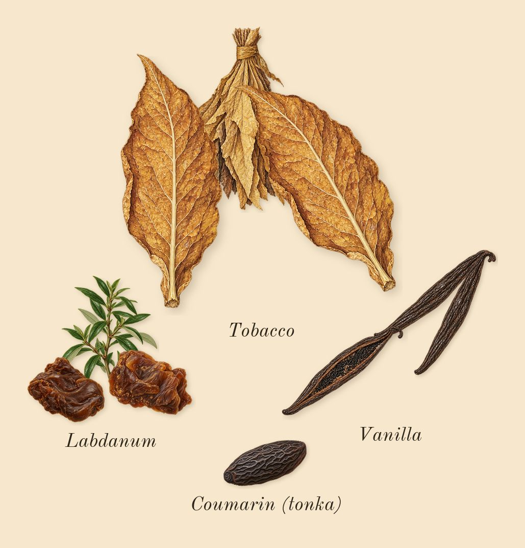 Spicebomb Extreme, dry-down: Labdanum, Tobacco, Vanilla, Coumarin (tonka)