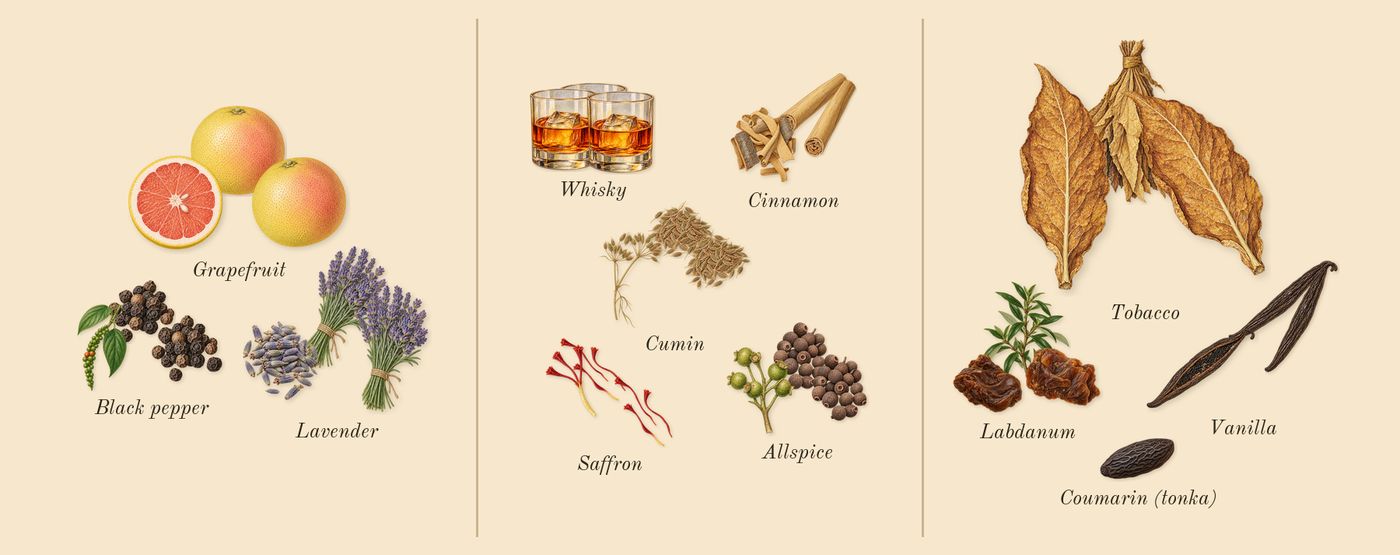 Spicebomb Extreme’s scent picture, a draft: black pepper, saffron, labdanum, lavender, cinnamon, tobacco drawn so far; dashed outlines where nothing is drawn yet