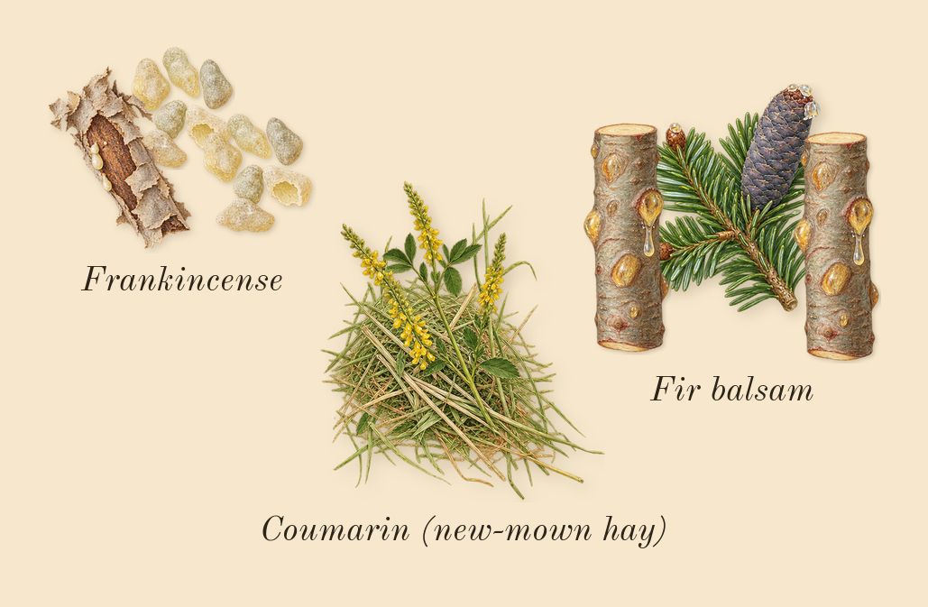 Spicebomb Night Vision, dry-down: Frankincense, Fir balsam, Coumarin (new-mown hay)