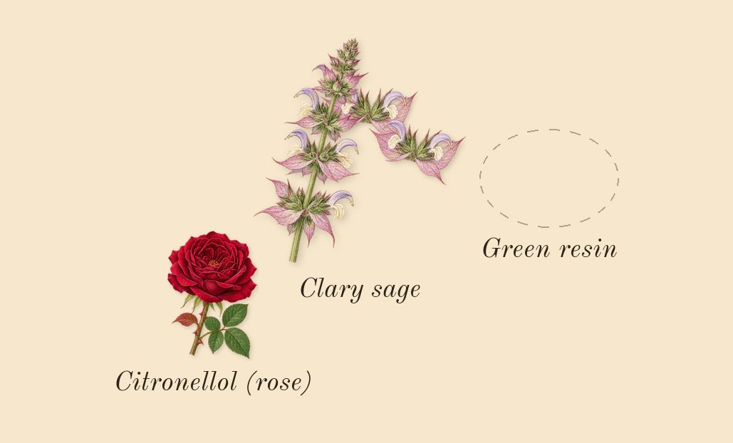 Spicebomb Night Vision, heart: Green resin, Clary sage, Citronellol (rose)