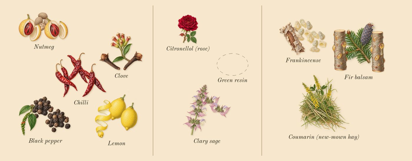Spicebomb Night Vision’s scent picture, a draft: lemon, black pepper, chilli, nutmeg, clove, clary sage drawn so far; dashed outlines where nothing is drawn yet