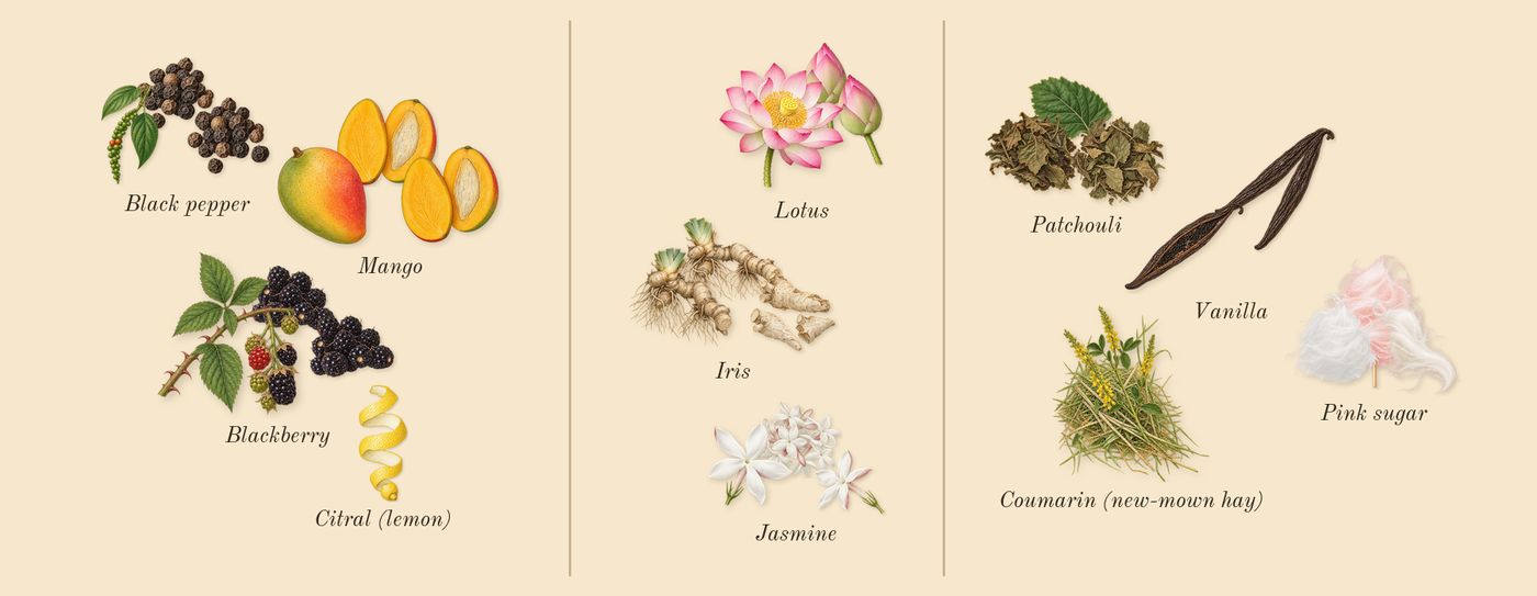Mango Skin’s scent picture, a draft: blackberry, mango, black pepper, iris, lotus, jasmine drawn so far; dashed outlines where nothing is drawn yet