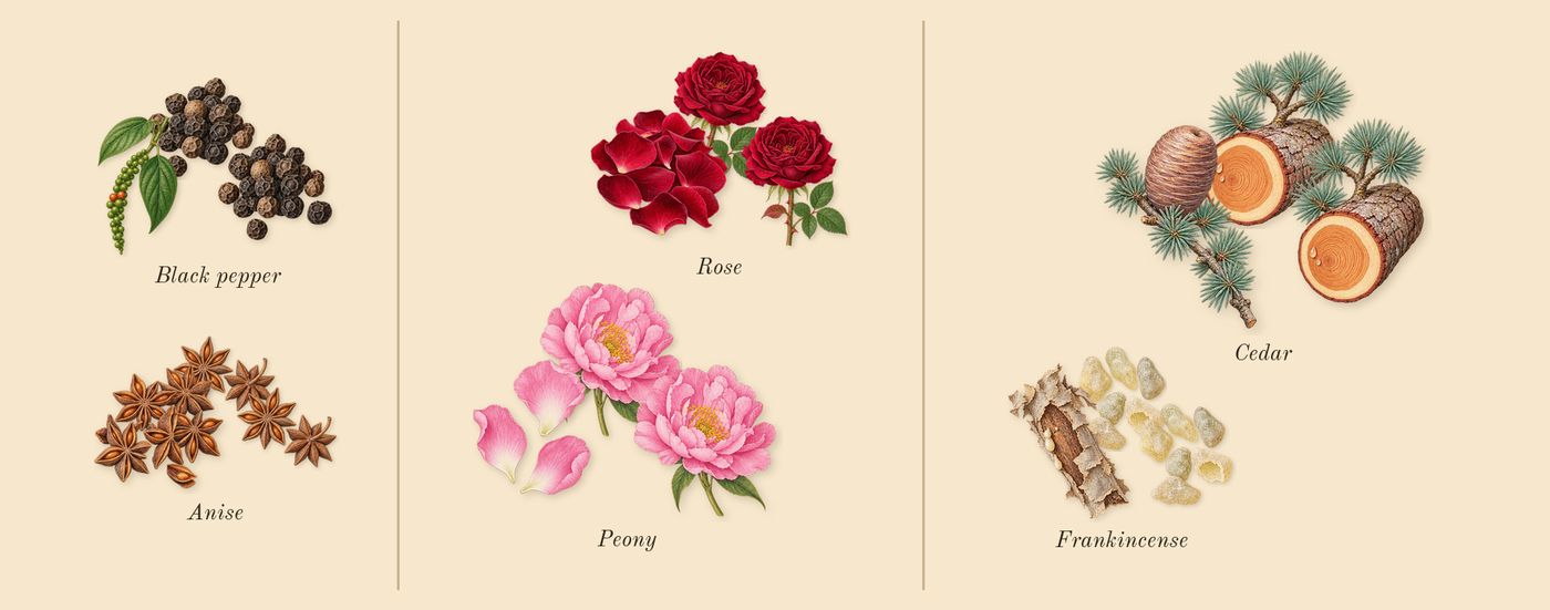 Peony Couture’s scent picture, a draft: black pepper, anise, peony, rose, frankincense, cedar drawn so far; dashed outlines where nothing is drawn yet