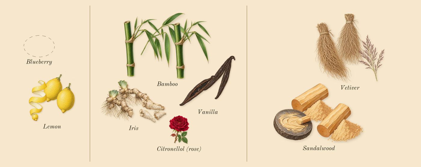 Poets of Berlin’s scent picture, a draft: lemon, vanilla, iris, sandalwood, vetiver, bamboo drawn so far; dashed outlines where nothing is drawn yet