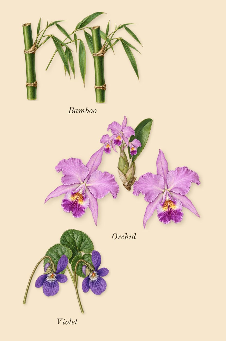 Room Service, heart: Orchid, Bamboo, Violet