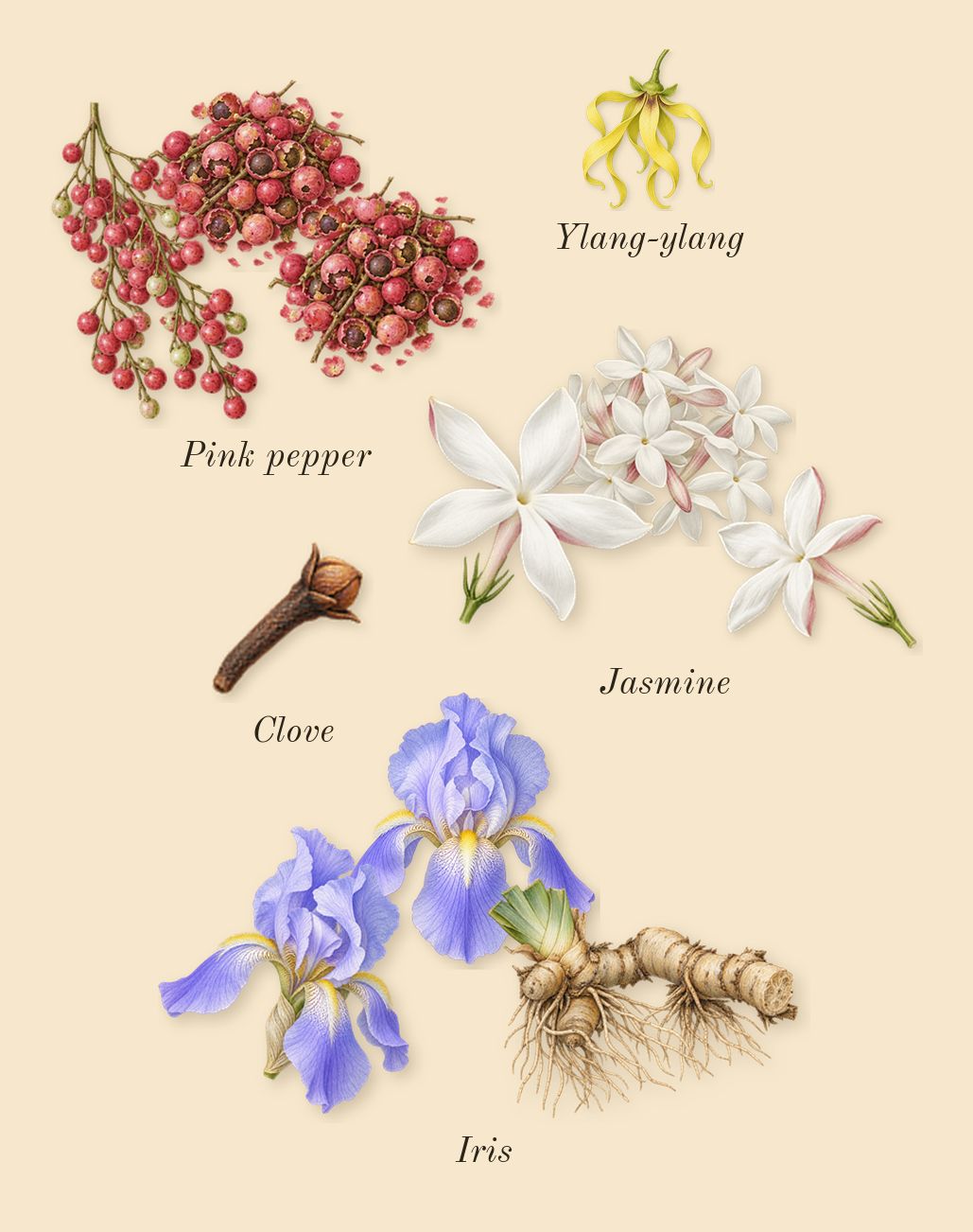 Accento, heart: Iris, Jasmine, Pink pepper, Ylang-ylang, Clove