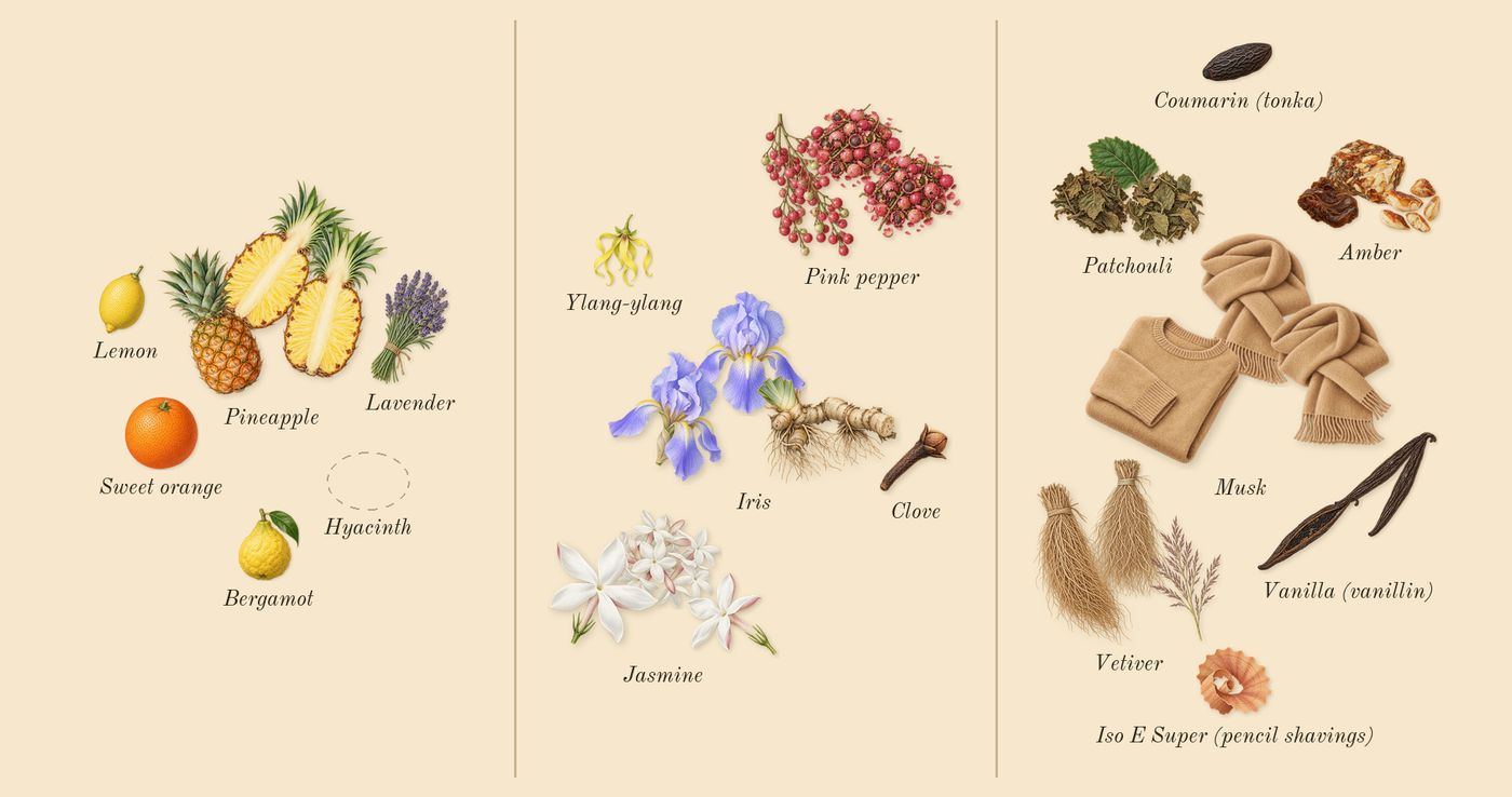 Accento’s scent picture, a draft: pineapple, iris, jasmine, pink pepper, amber, musk drawn so far; dashed outlines where nothing is drawn yet