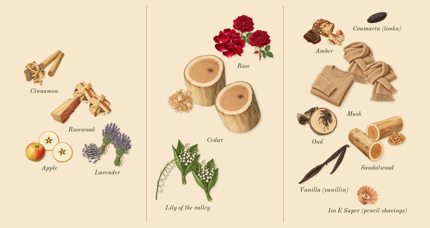Alexandria II’s scent picture, a draft: apple, cinnamon, lavender, rosewood, cedar, lily of the valley drawn so far; dashed outlines where nothing is drawn yet