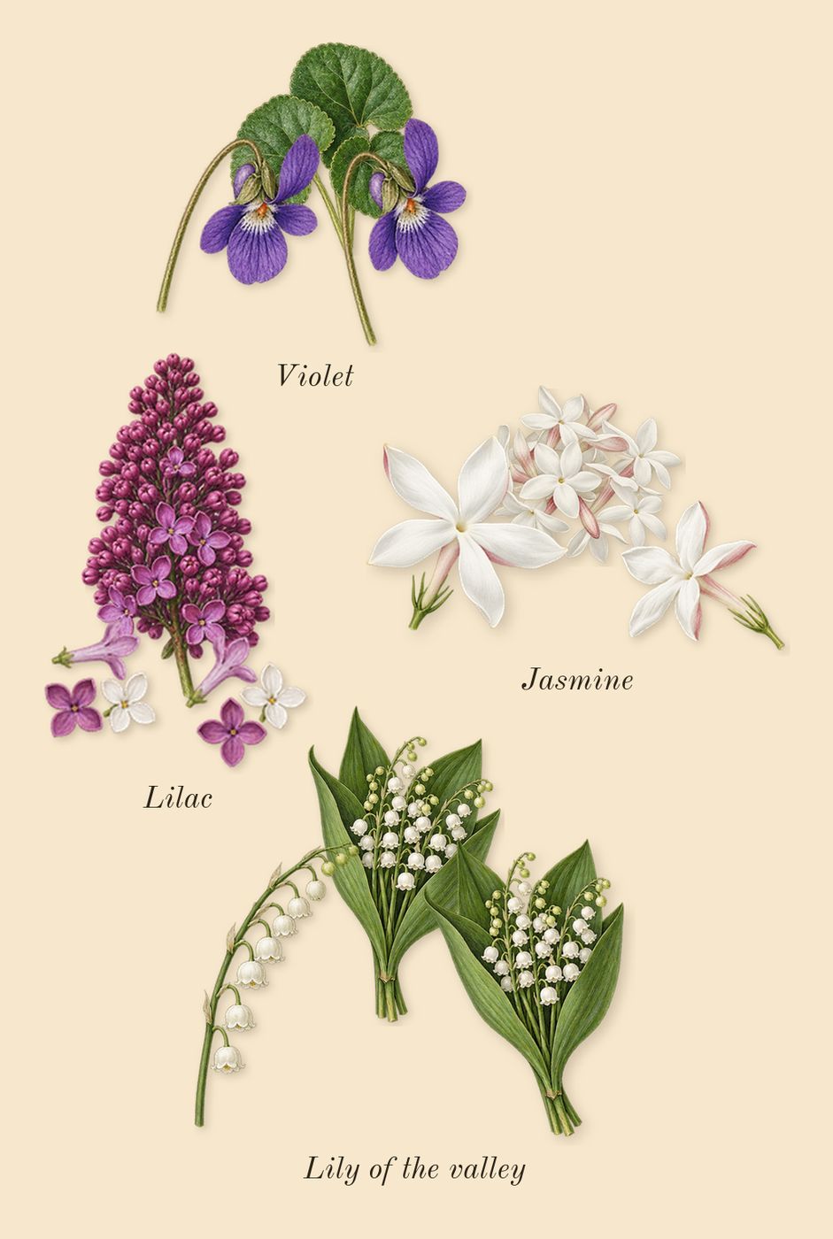 Dama Bianca, heart: Jasmine, Lily of the valley, Violet, Lilac