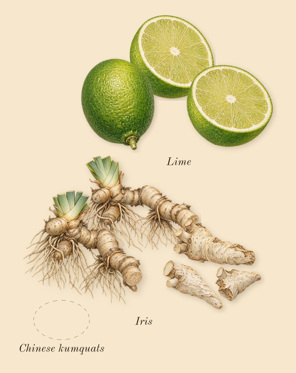 Dama Bianca, top notes: Lime, Chinese kumquats, Iris