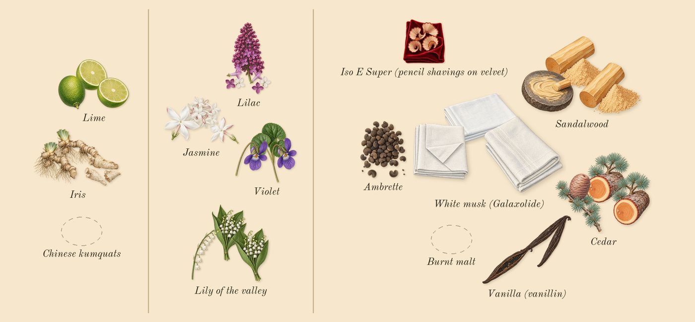 Dama Bianca’s scent picture, a draft: lime, iris, jasmine, lily of the valley, violet, lilac drawn so far; dashed outlines where nothing is drawn yet