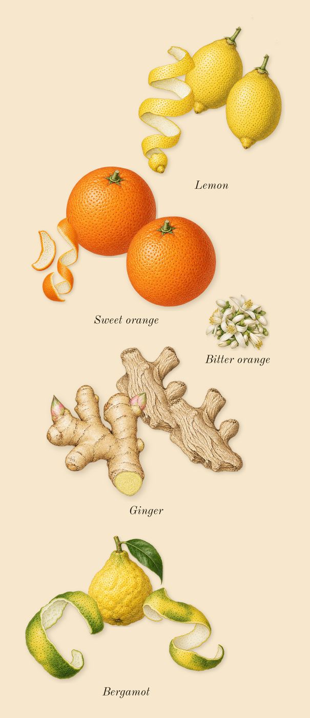 Erba Gold, top notes: Lemon, Sweet orange, Bergamot, Ginger, Bitter orange