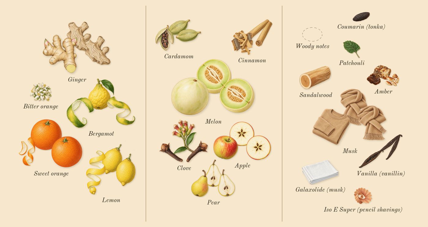 Erba Gold’s scent picture, a draft: lemon, sweet orange, bergamot, ginger, clove, apple drawn so far; dashed outlines where nothing is drawn yet