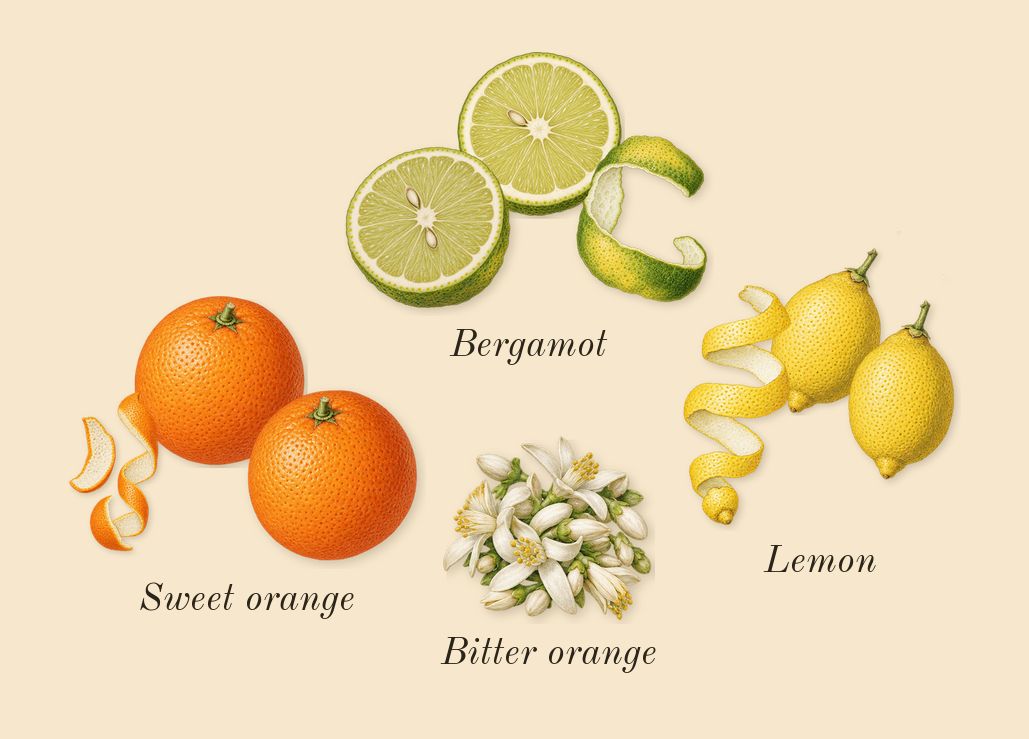 Erba Pura, top notes: Lemon, Bergamot, Sweet orange, Bitter orange