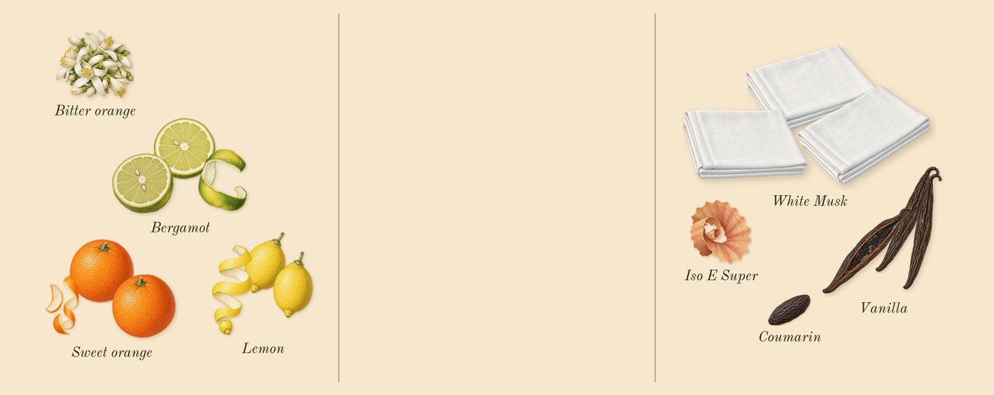 Erba Pura’s scent picture, a draft: lemon, bergamot, sweet orange, vanilla, white musk, bitter orange drawn so far; dashed outlines where nothing is drawn yet