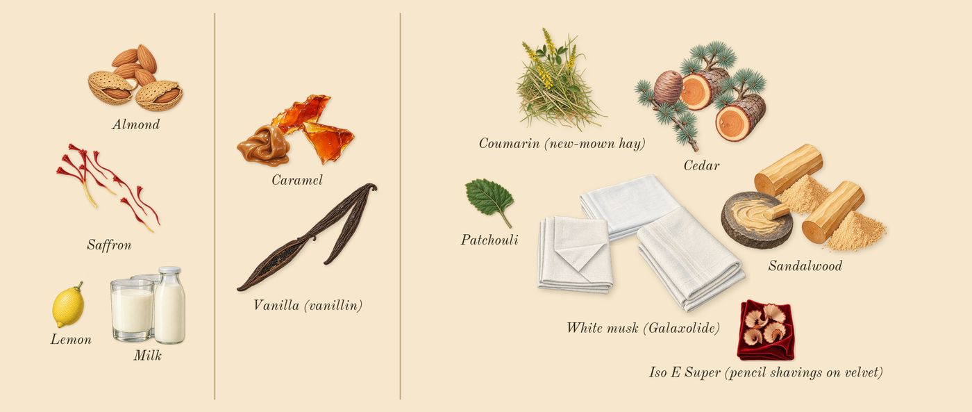 Italica’s scent picture, a draft: almond, milk, saffron, caramel, vanilla (vanillin), white musk (galaxolide) drawn so far; dashed outlines where nothing is drawn yet