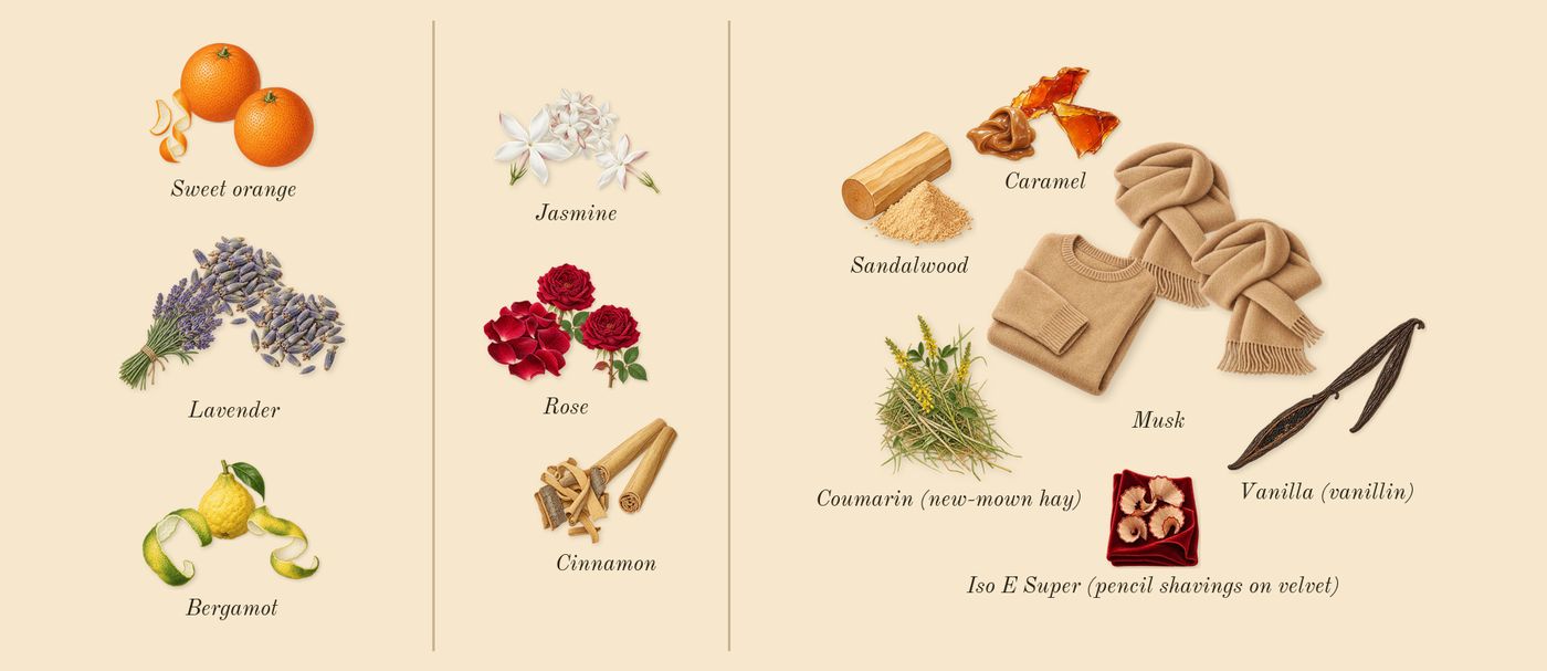 Lira’s scent picture, a draft: sweet orange, lavender, bergamot, cinnamon, jasmine, rose drawn so far; dashed outlines where nothing is drawn yet