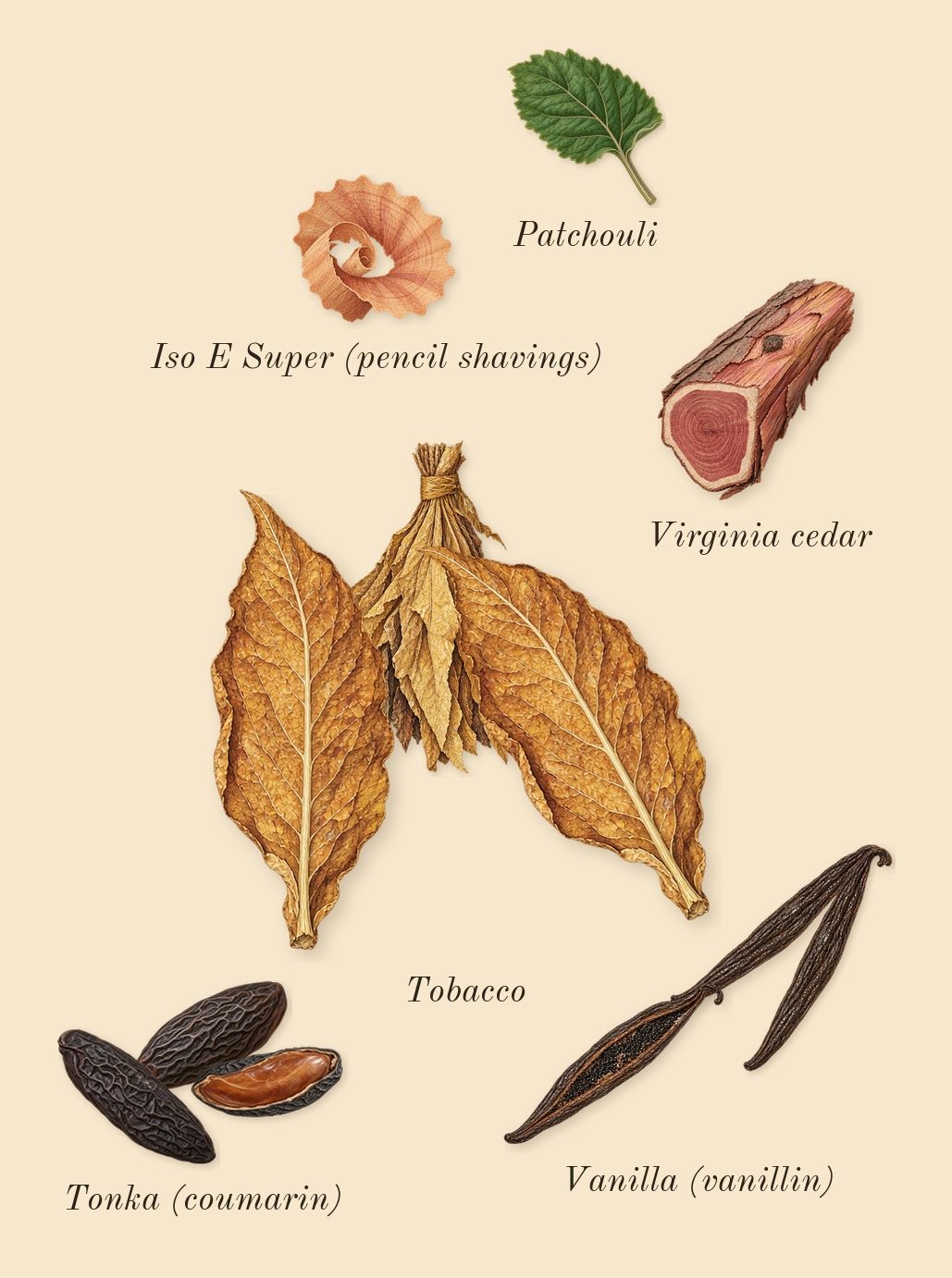 Naxos, dry-down: Vanilla (vanillin), Tobacco, Tonka (coumarin), Patchouli, Virginia cedar, Iso E Super (pencil shavings)