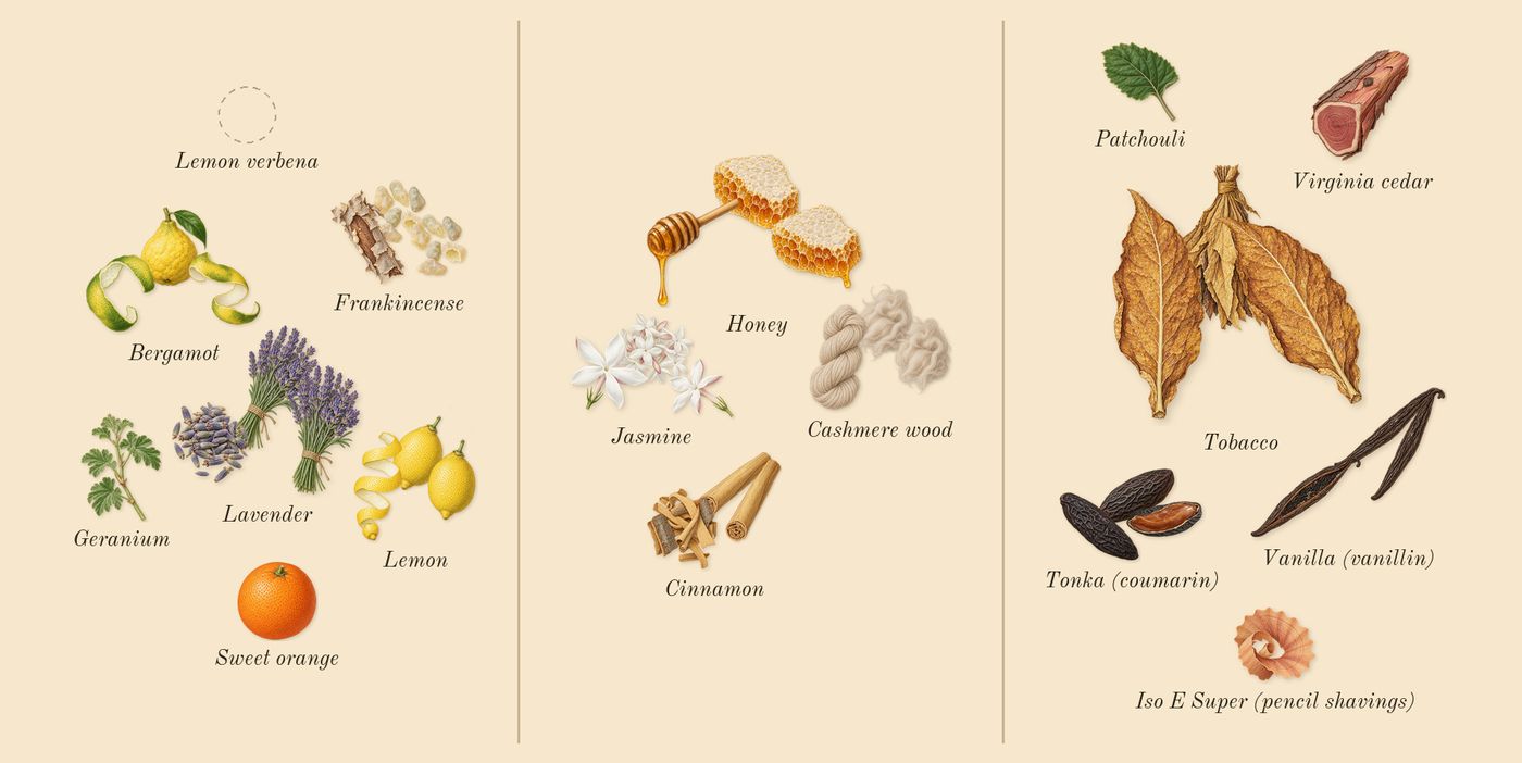 Naxos’s scent picture, a draft: lemon, bergamot, lavender, frankincense, jasmine, honey drawn so far; dashed outlines where nothing is drawn yet