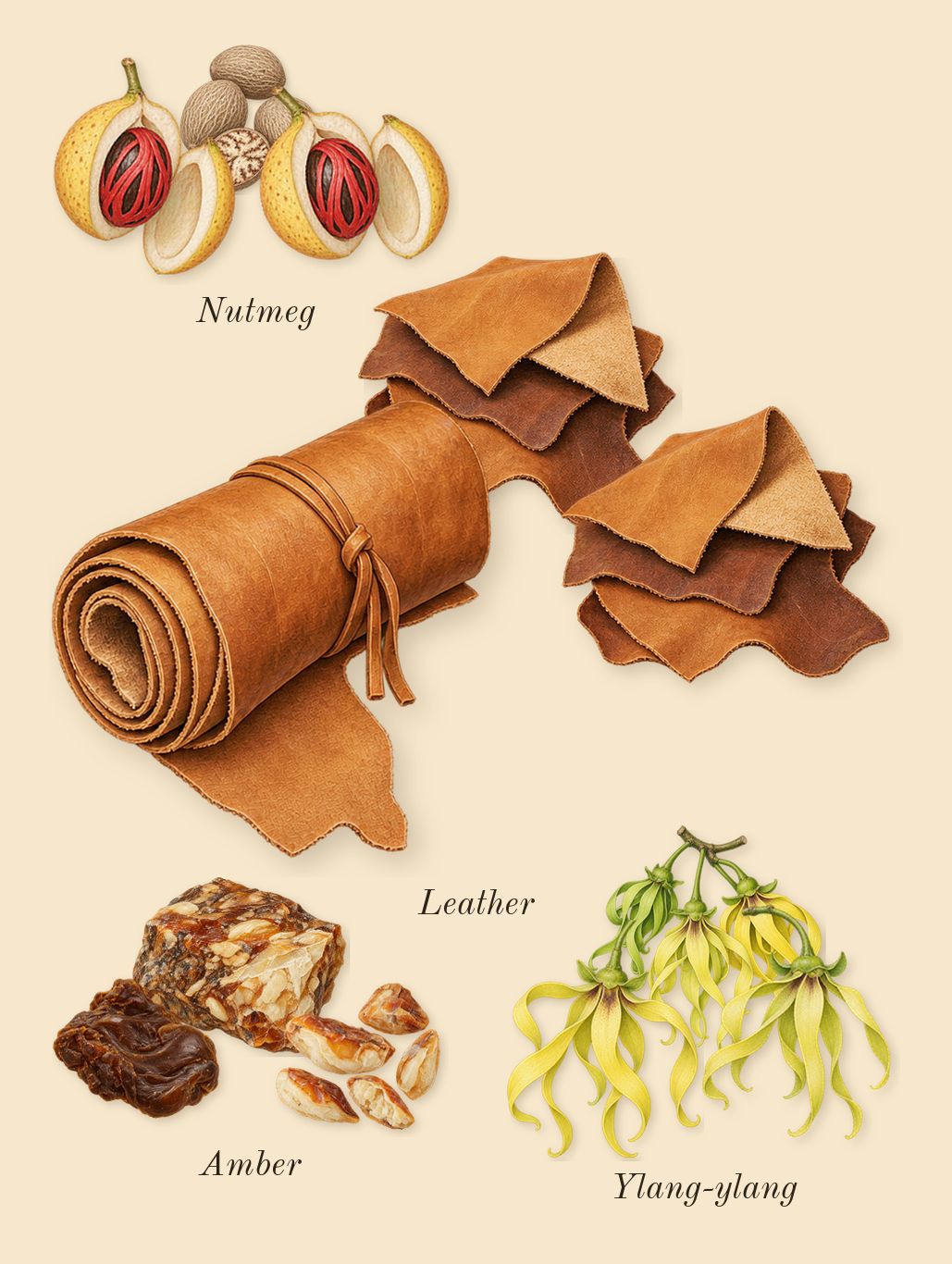 Opera, heart: Leather, Amber, Nutmeg, Ylang-ylang