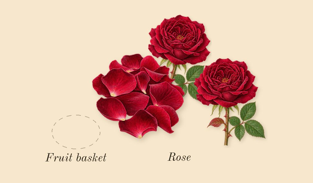 Opera, top notes: Fruit basket, Rose