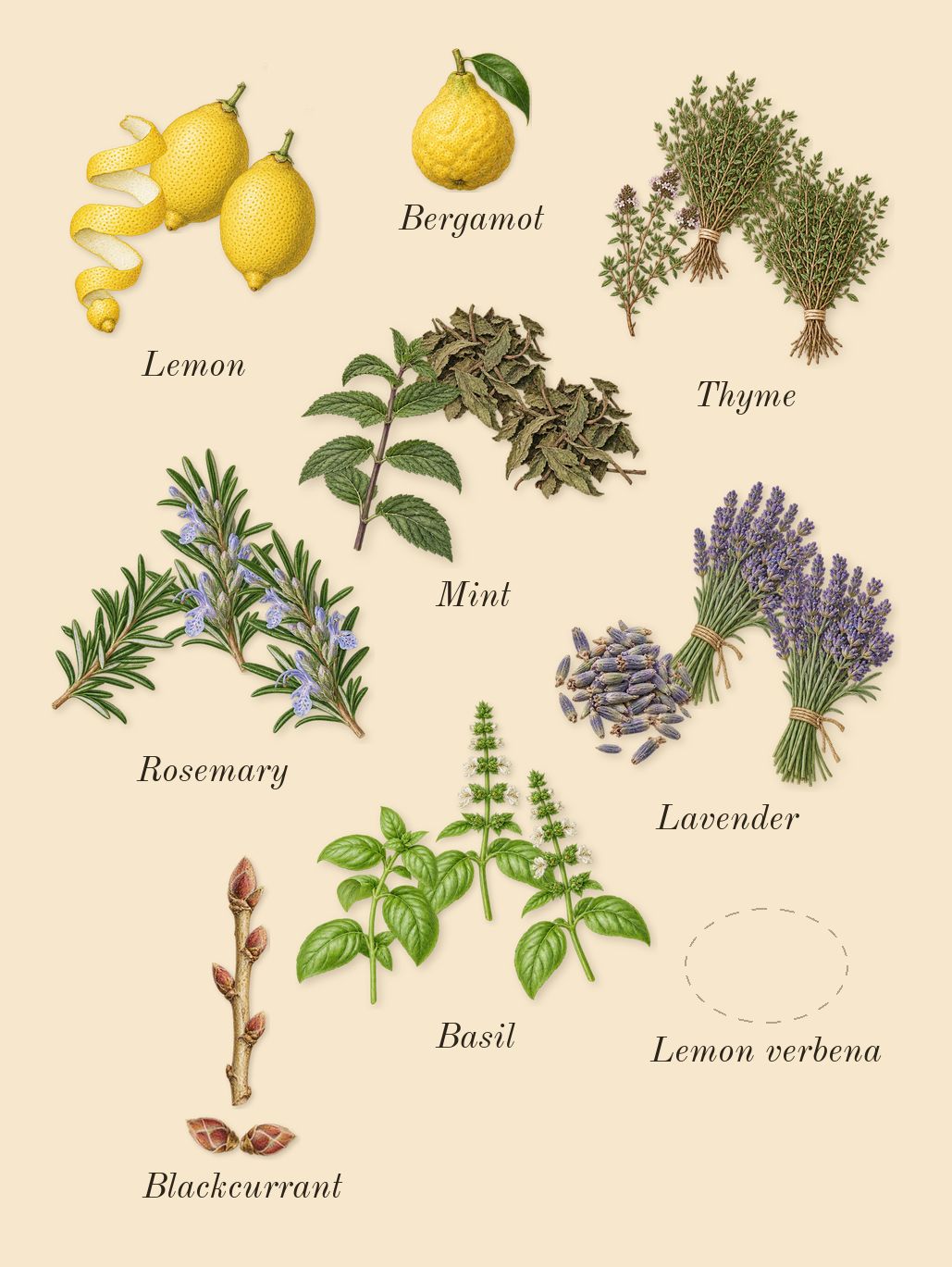 Torino21, top notes: Basil, Blackcurrant, Lavender, Lemon, Mint, Rosemary, Thyme, Lemon verbena, Bergamot