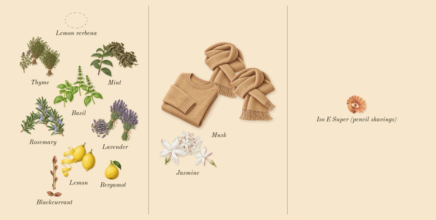 Torino21’s scent picture, a draft: basil, blackcurrant, jasmine, lavender, lemon, mint drawn so far; dashed outlines where nothing is drawn yet