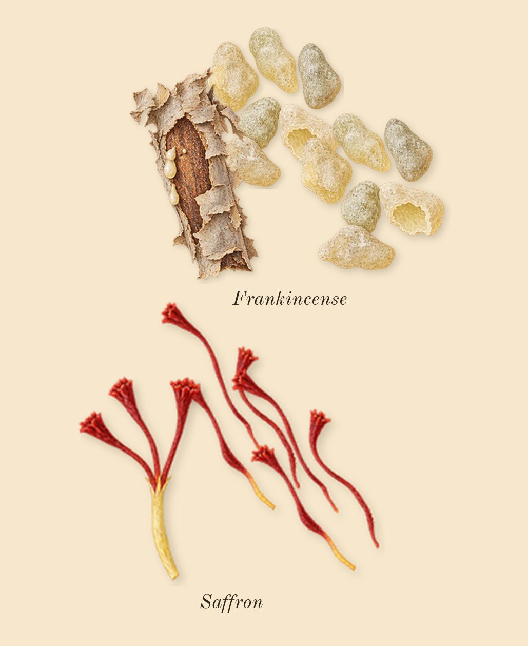 Babycat, heart: Frankincense, Saffron