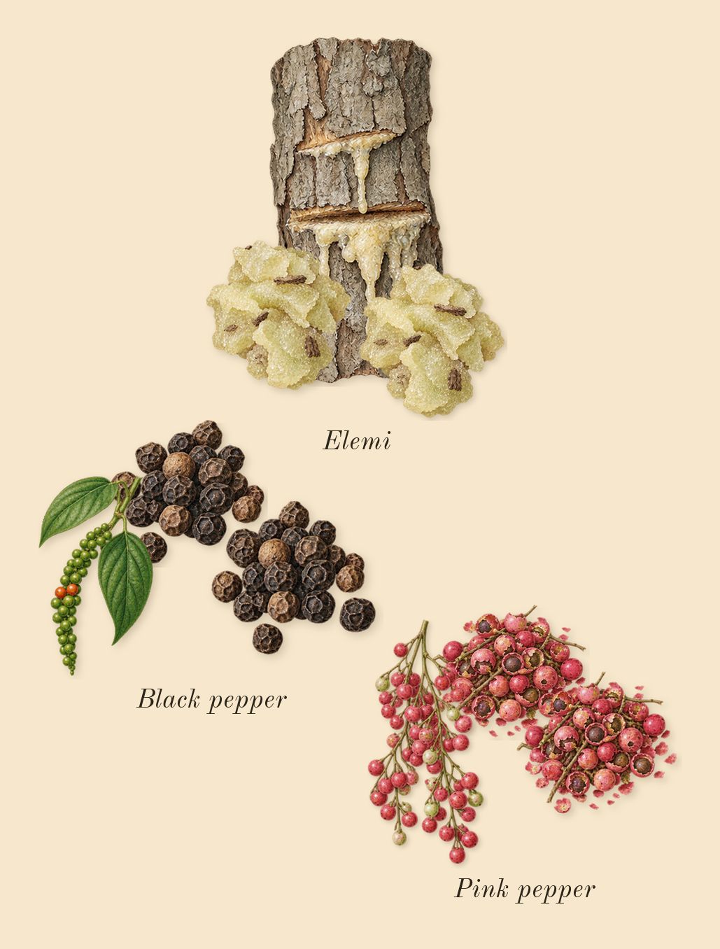 Babycat, top notes: Pink pepper, Black pepper, Elemi