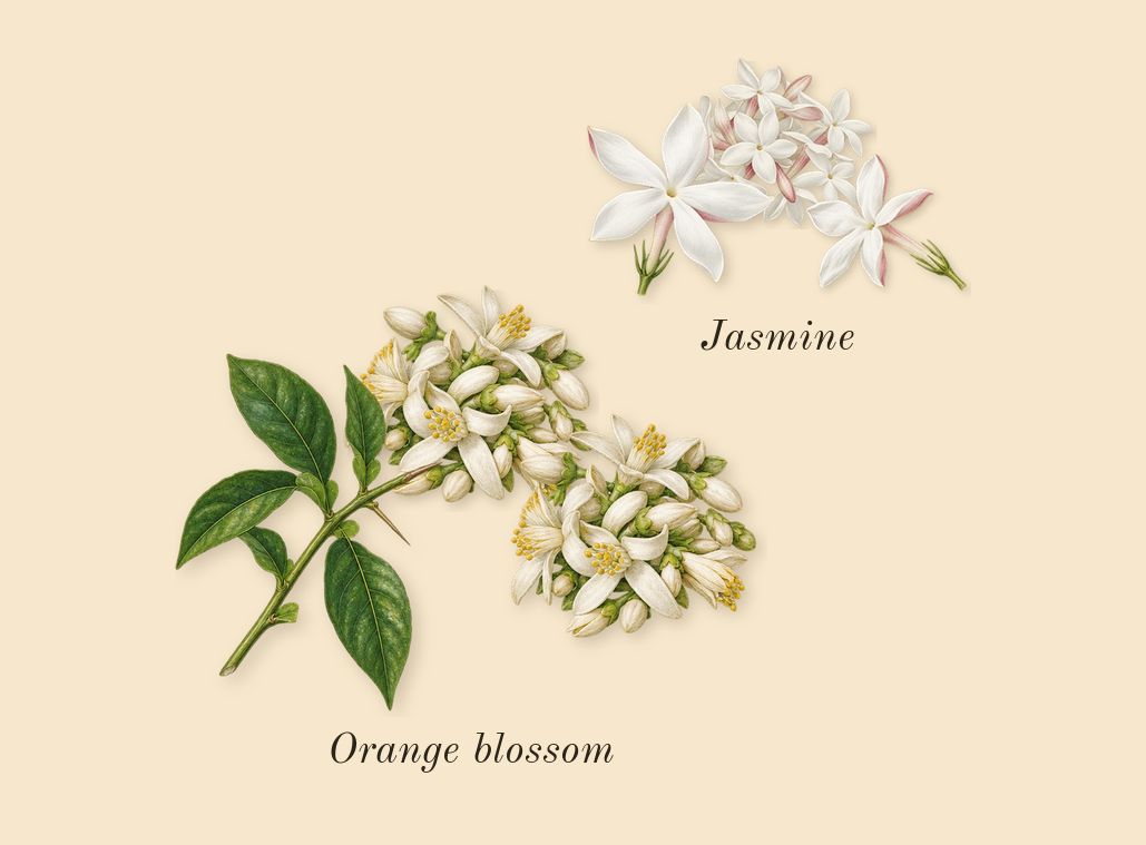 Black Opium, heart: Orange blossom, Jasmine