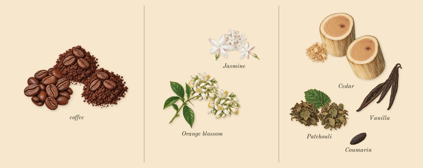 Black Opium’s scent picture, a draft: coffee, orange blossom, cedar, patchouli, vanilla, jasmine drawn so far; dashed outlines where nothing is drawn yet