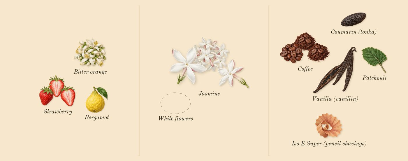 Black Opium Pink Glaze’s scent picture, a draft: strawberry, jasmine, vanilla (vanillin), coffee, bergamot, patchouli drawn so far; dashed outlines where nothing is drawn yet