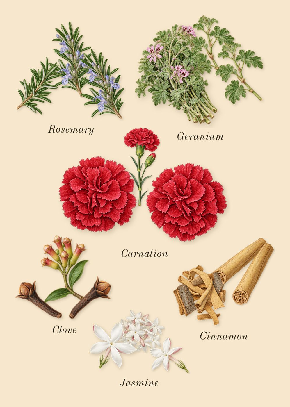 Kouros, heart: Geranium, Cinnamon, Carnation, Clove, Rosemary, Jasmine