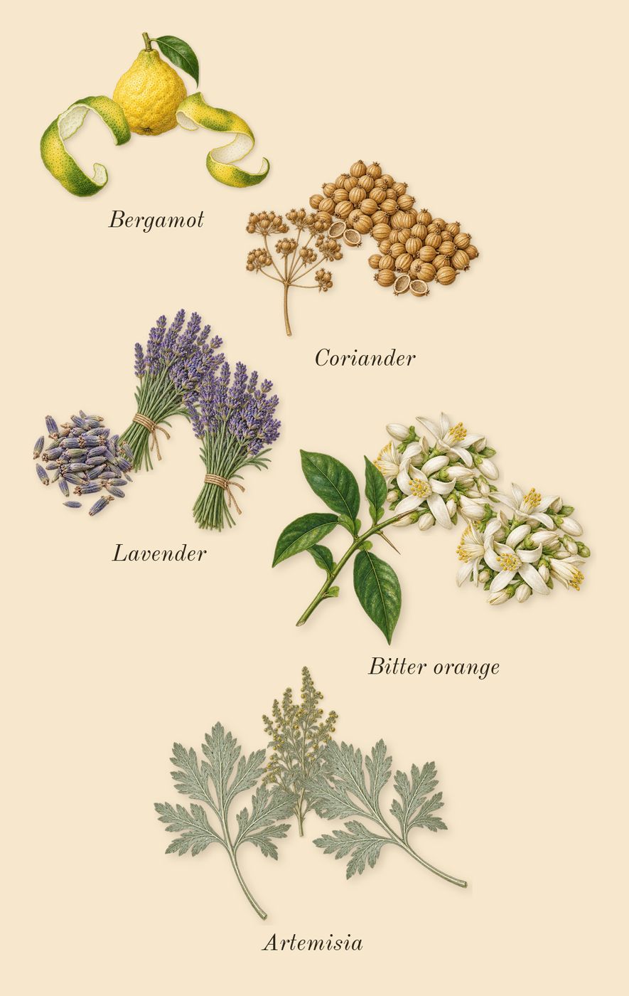 Kouros, top notes: Bitter orange, Lavender, Artemisia, Coriander, Bergamot