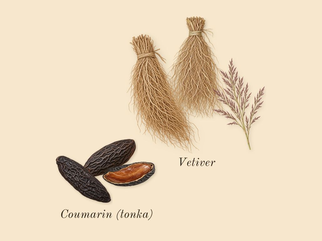 La Nuit de L'Homme, dry-down: Vetiver, Coumarin (tonka)