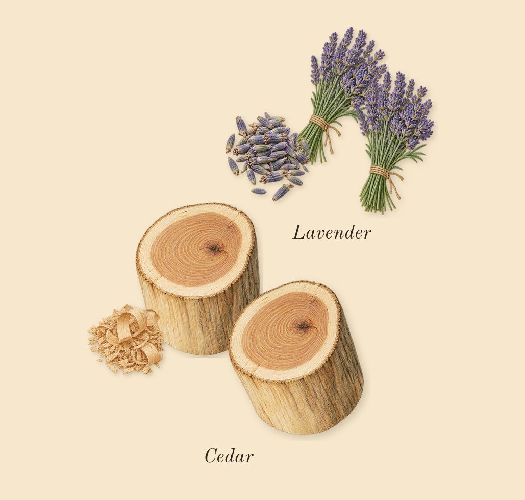 La Nuit de L'Homme, heart: Cedar, Lavender
