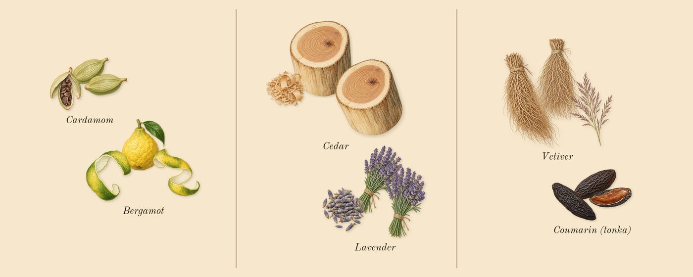 La Nuit de L'Homme’s scent picture, a draft: bergamot, cedar, lavender, vetiver, cardamom, coumarin (tonka) drawn so far; dashed outlines where nothing is drawn yet