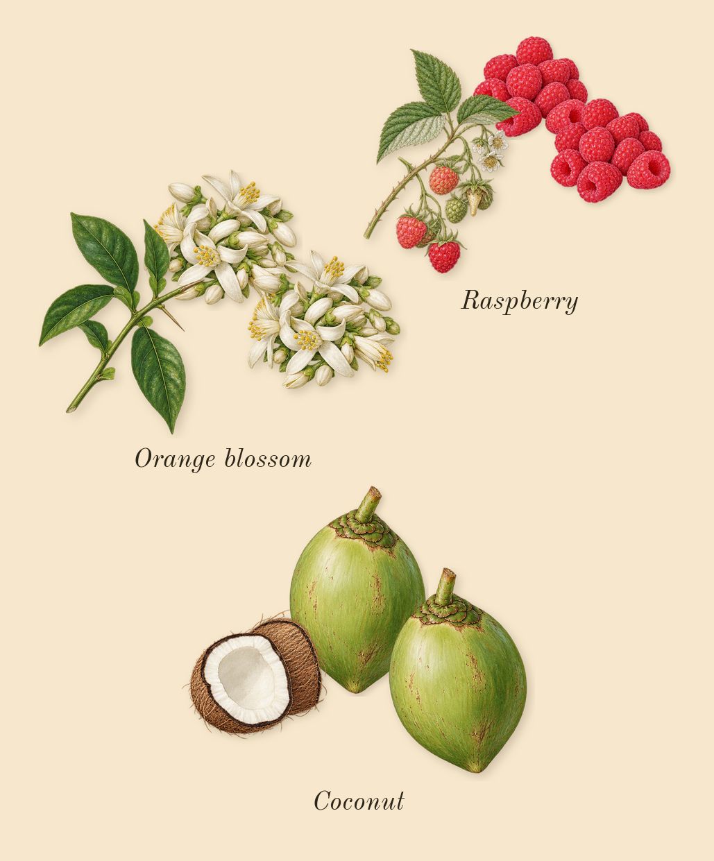 Libre Berry Crush, heart: Raspberry, Coconut, Orange blossom