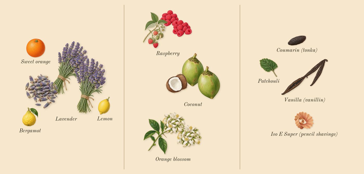 Libre Berry Crush’s scent picture, a draft: raspberry, coconut, orange blossom, lavender, vanilla (vanillin), bergamot drawn so far; dashed outlines where nothing is drawn yet