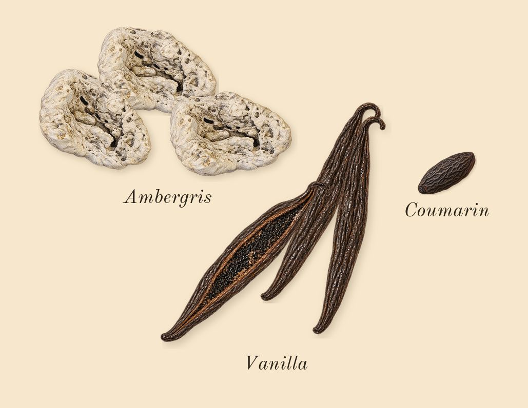 Libre, dry-down: Vanilla, Ambergris, Coumarin