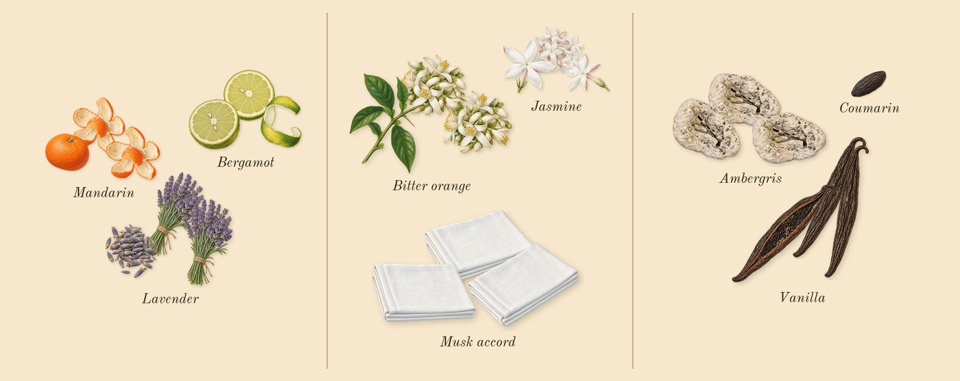 Libre’s scent picture, a draft: lavender, bitter orange, musk accord, vanilla, bergamot, jasmine drawn so far; dashed outlines where nothing is drawn yet