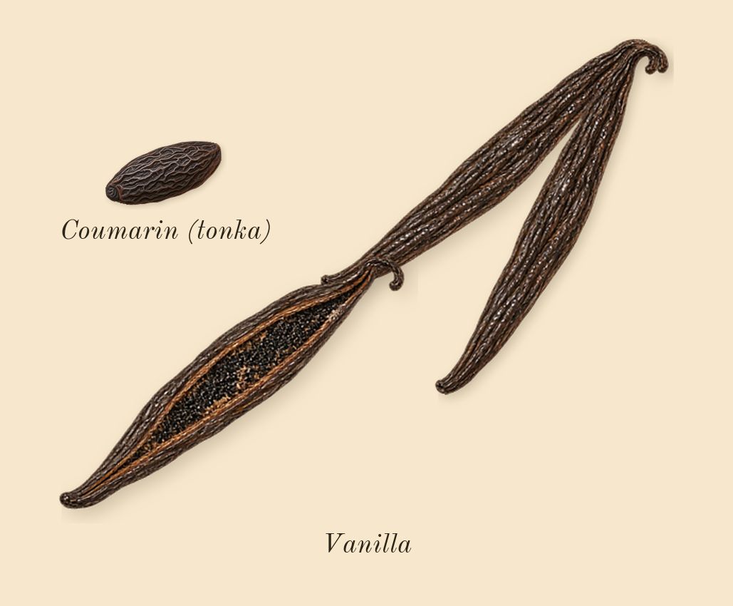 Libre Flowers & Flames, dry-down: Vanilla, Coumarin (tonka)
