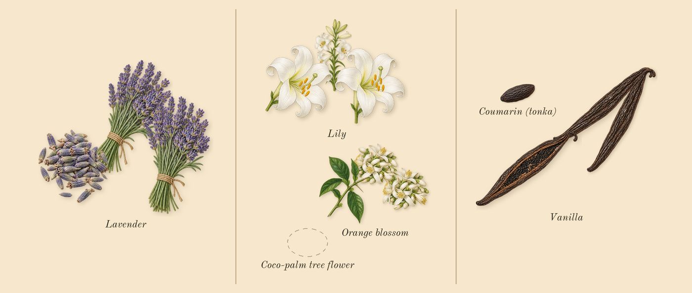 Libre Flowers & Flames’s scent picture, a draft: lily, orange blossom, lavender, vanilla, coumarin (tonka) drawn so far; dashed outlines where nothing is drawn yet
