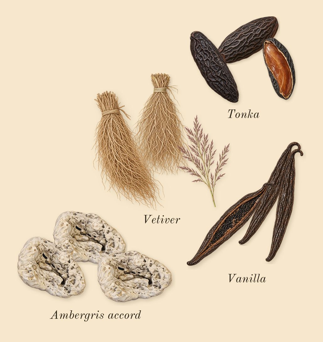 Libre, dry-down: Vanilla, Vetiver, Ambergris accord, Tonka